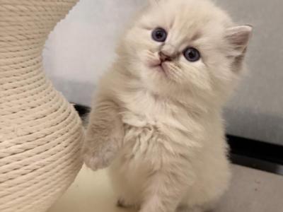 Fury - Ragdoll - Gallery Photo #1