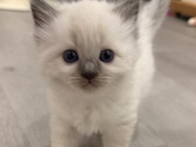 Sparky - Ragdoll - Gallery Photo #1