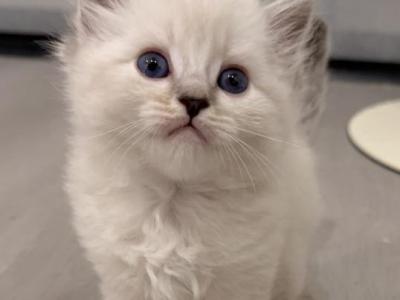 Jeff - Ragdoll - Gallery Photo #1