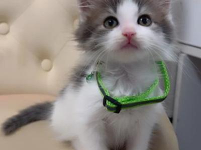 Beautiful Kitten - American Longhair - Gallery Photo #1