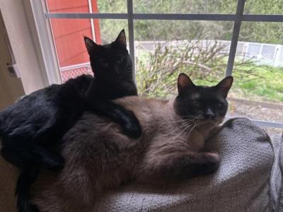 Apollo - Siamese - Gallery Photo #1