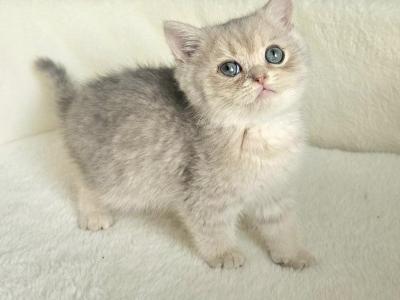 British 3 - British Shorthair - Gallery Photo #1