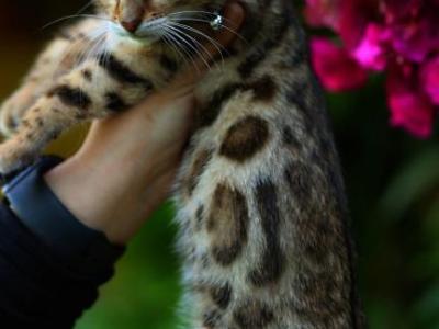 Bellagio - Bengal - Gallery Photo #1