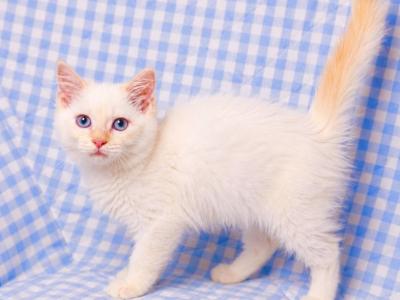 Balinese Male Kitten - Balinese - Gallery Photo #1