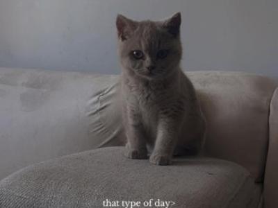 Mikyy - British Shorthair - Gallery Photo #1