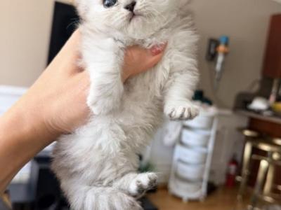 Purebred Chinchilla Silver Persian Female - Persian - Gallery Photo #1