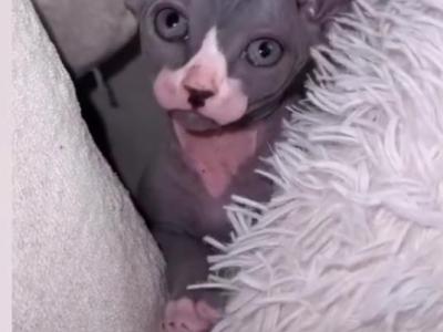 Sphynx Kittens For Sale In Miami Florida - Sphynx - Gallery Photo #1