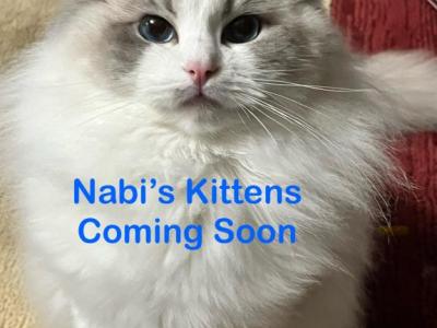 Nabi Litter Ready July 12th - Ragdoll - Gallery Photo #1