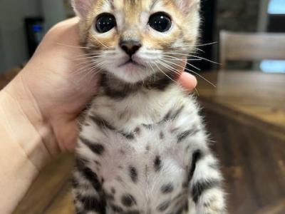Lily - Bengal - Gallery Photo #1