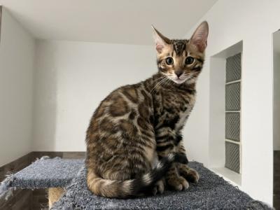 Pete - Bengal - Gallery Photo #1