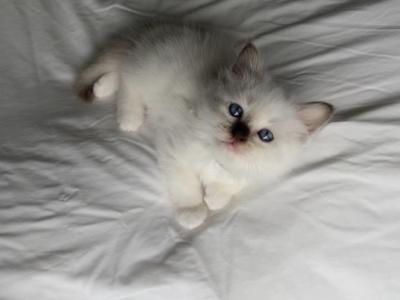 Birman Rafael - Birman - Gallery Photo #1