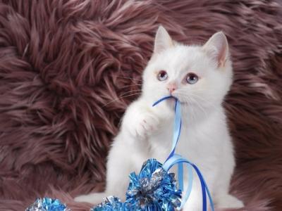Winston British Shorthair Cinnamon Golden Point - British Shorthair - Gallery Photo #1
