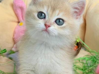 Dora - British Shorthair - Gallery Photo #1
