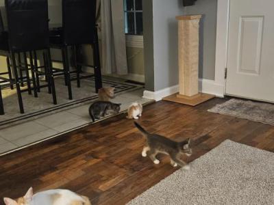 No Names Yet - Domestic - Gallery Photo #1
