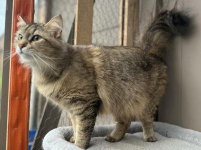 Mix Naine Coon & Norwegian - Norwegian Forest - Gallery Photo #1