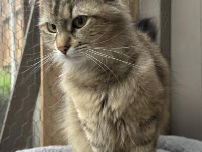 Mix Naine Coon & Norwegian - Norwegian Forest - Gallery Photo #1