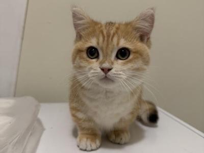 Cersei - Munchkin - Gallery Photo #1