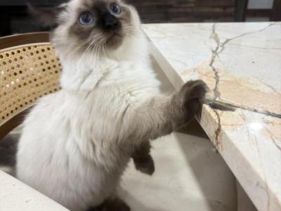 Dust Bunny PENDING - Munchkin - Gallery Photo #1