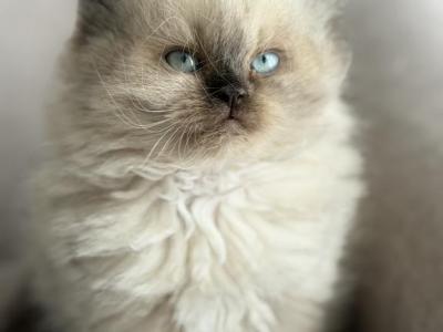 Gorgeous Seal Point Balinese Kitten 1 - Balinese - Gallery Photo #1