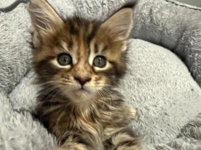 Zara - Maine Coon - Gallery Photo #1