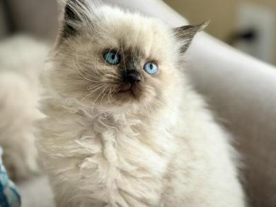 Gorgeous Seal Point Balinese Kitten 3 - Balinese - Gallery Photo #1