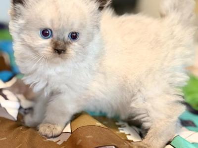 Gorgeous Seal Point Balinese Kitten 2 - Balinese - Gallery Photo #1