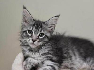 Classic Black Silver Tabby Female - Maine Coon - Gallery Photo #1
