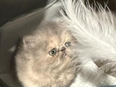 Bougie - Persian - Gallery Photo #1
