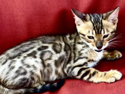 Exotic Bengal - Bengal - Gallery Photo #1