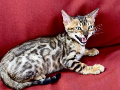 Begal Female - Bengal - Gallery Photo #1
