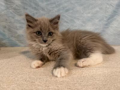 Belle - Ragdoll - Gallery Photo #1