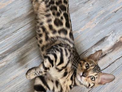 Red Girl - Bengal - Gallery Photo #1