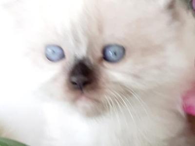 Sofia Kittens - Persian - Gallery Photo #1