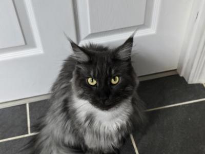 Gypsy - Maine Coon - Gallery Photo #1
