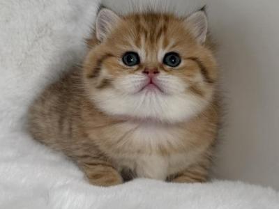 Star - Scottish Fold - Gallery Photo #1