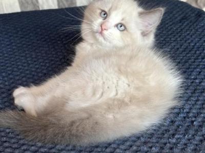 Summer Ragdoll Kittens Litter Ad - Ragdoll - Gallery Photo #1