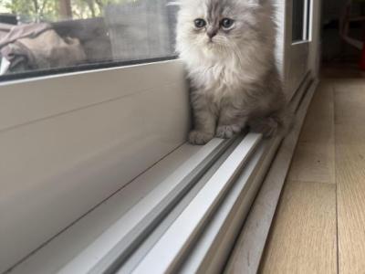 Pedro - Persian - Gallery Photo #1