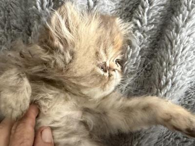 Persian Tortie Tabby Girl - Persian - Gallery Photo #1