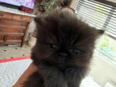 Celestial Sijelo - Persian - Gallery Photo #1
