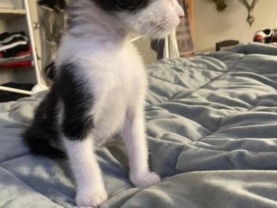 Jaqueline - Domestic - Gallery Photo #1