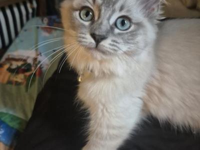 Juliet - Ragdoll - Gallery Photo #1