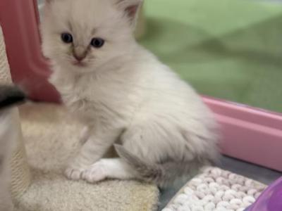 Traditional Blue Point - Ragdoll - Gallery Photo #1