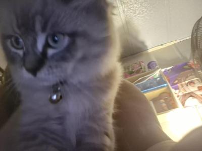 Amora - Ragdoll - Gallery Photo #1