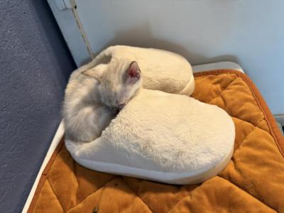 Tiny Tornado - Bengal - Gallery Photo #1