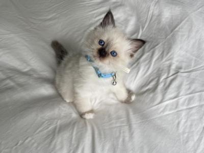 Birman Archie - Birman - Gallery Photo #1