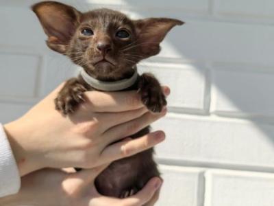 Oriental Shorthair Extreme Tape - Oriental - Gallery Photo #1
