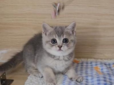 Diva - British Shorthair - Gallery Photo #1