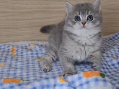 Taro - British Shorthair - Gallery Photo #1