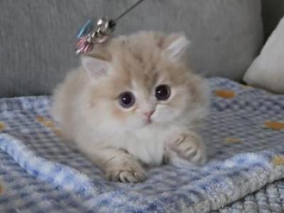 Elodie - British Shorthair - Gallery Photo #1