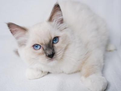 Tessa - Ragdoll - Gallery Photo #1